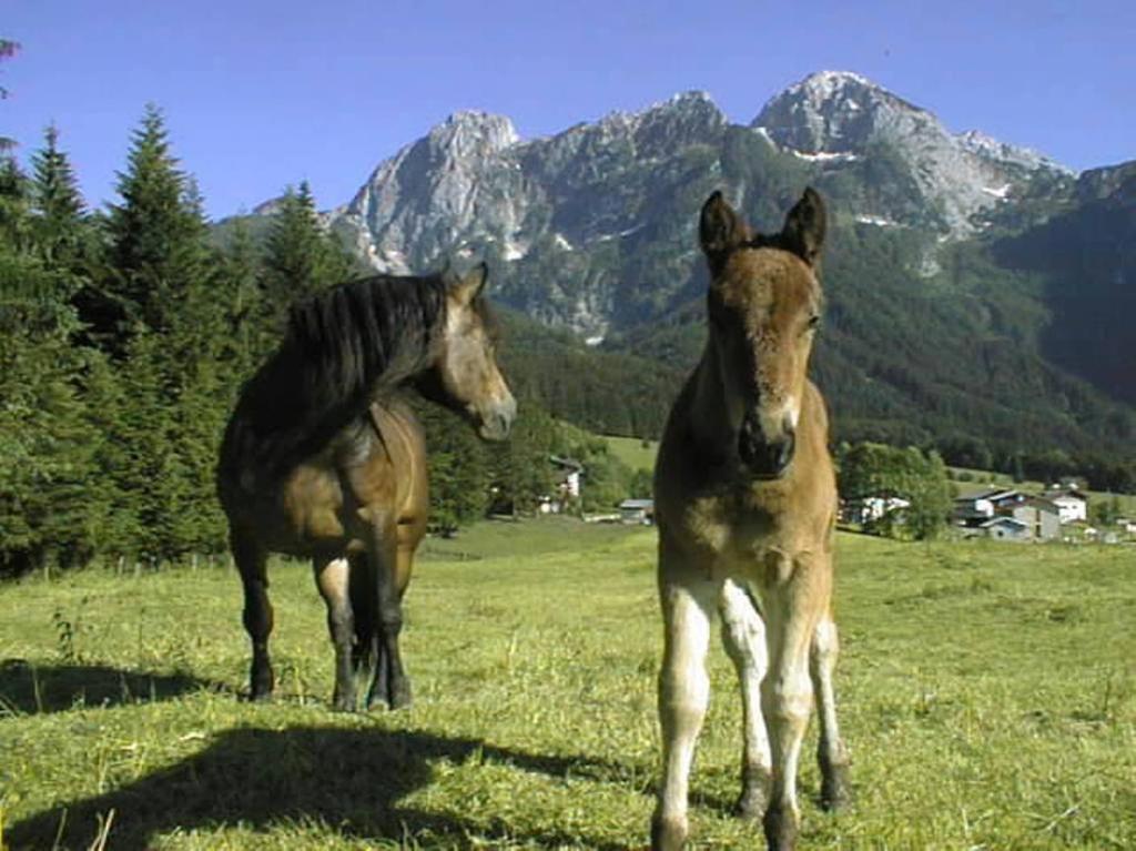 Schoerghof Abtenau Dış mekan fotoğraf